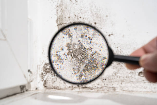 Why You Should Choose Our Mold Remediation Services in Ketchikan, AK