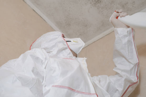 Mold Odor Removal Services in Ketchikan, AK